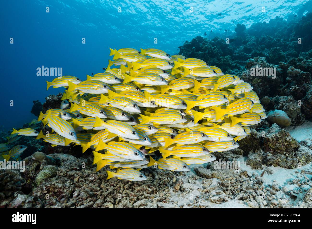 Secca di Bluestripe Snapper, Lutjanus kasmira, South Male Atoll, Oceano Indiano, Maldive Foto Stock