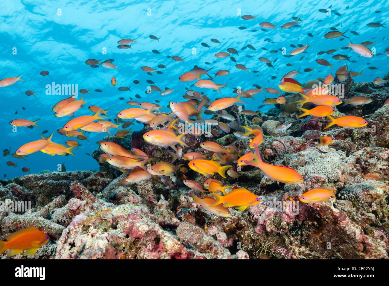 Lyretail Anthias in Coral Reef, Pseudanthias squamipinnis, Atollo di Malè Sud, Oceano Indiano, Maldive Foto Stock