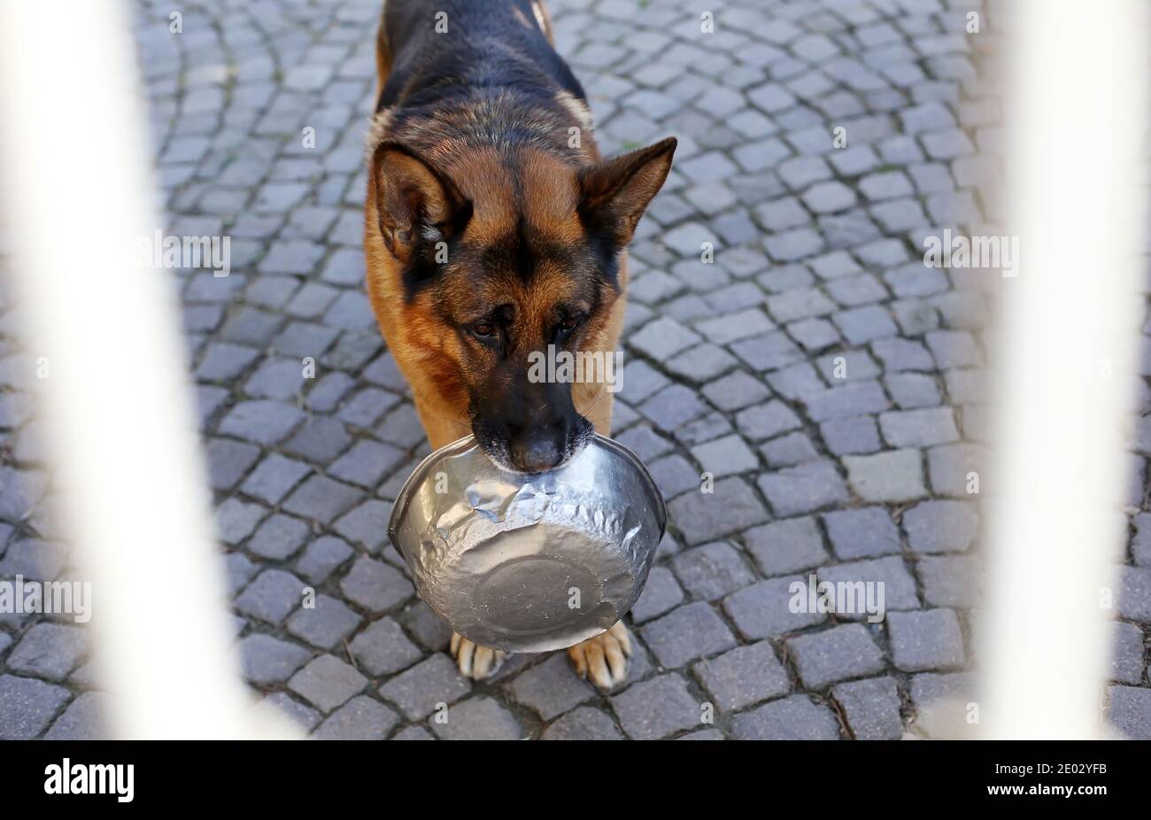 Affamato cane di sicurezza pastore di strada tenere in bocca foglio vuoto piastra dietro le barre Foto Stock