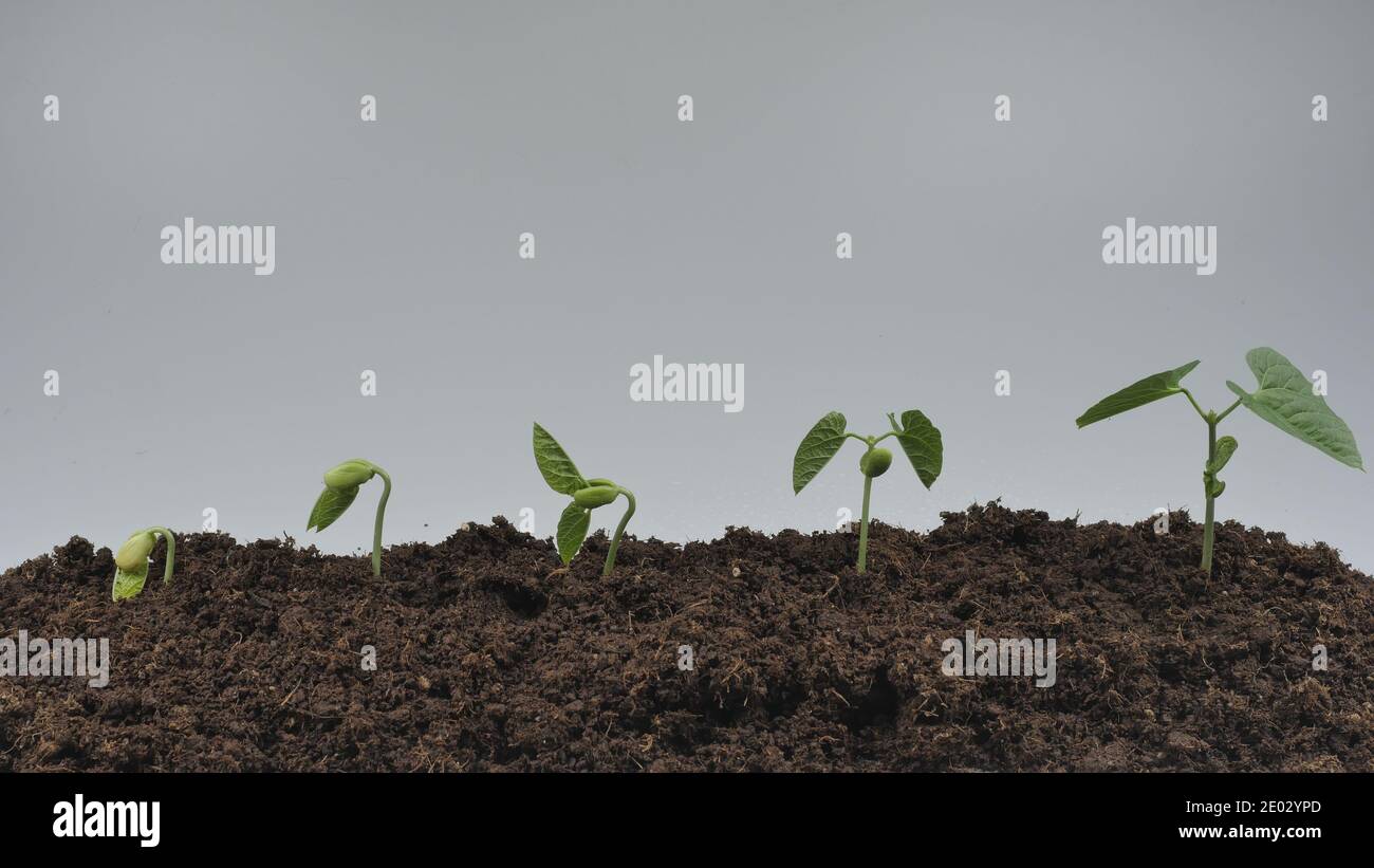 Germogliazione di semi, concetto di piantagione agricola, pianta crescente, sfondo grigio Foto Stock