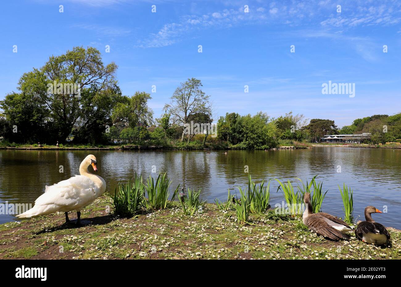 Un grande Swan bianco si trova sul bordo di un lago e guarda indietro verso la macchina fotografica, mentre un paio di oche Greylag riposano tra le canne. Foto Stock