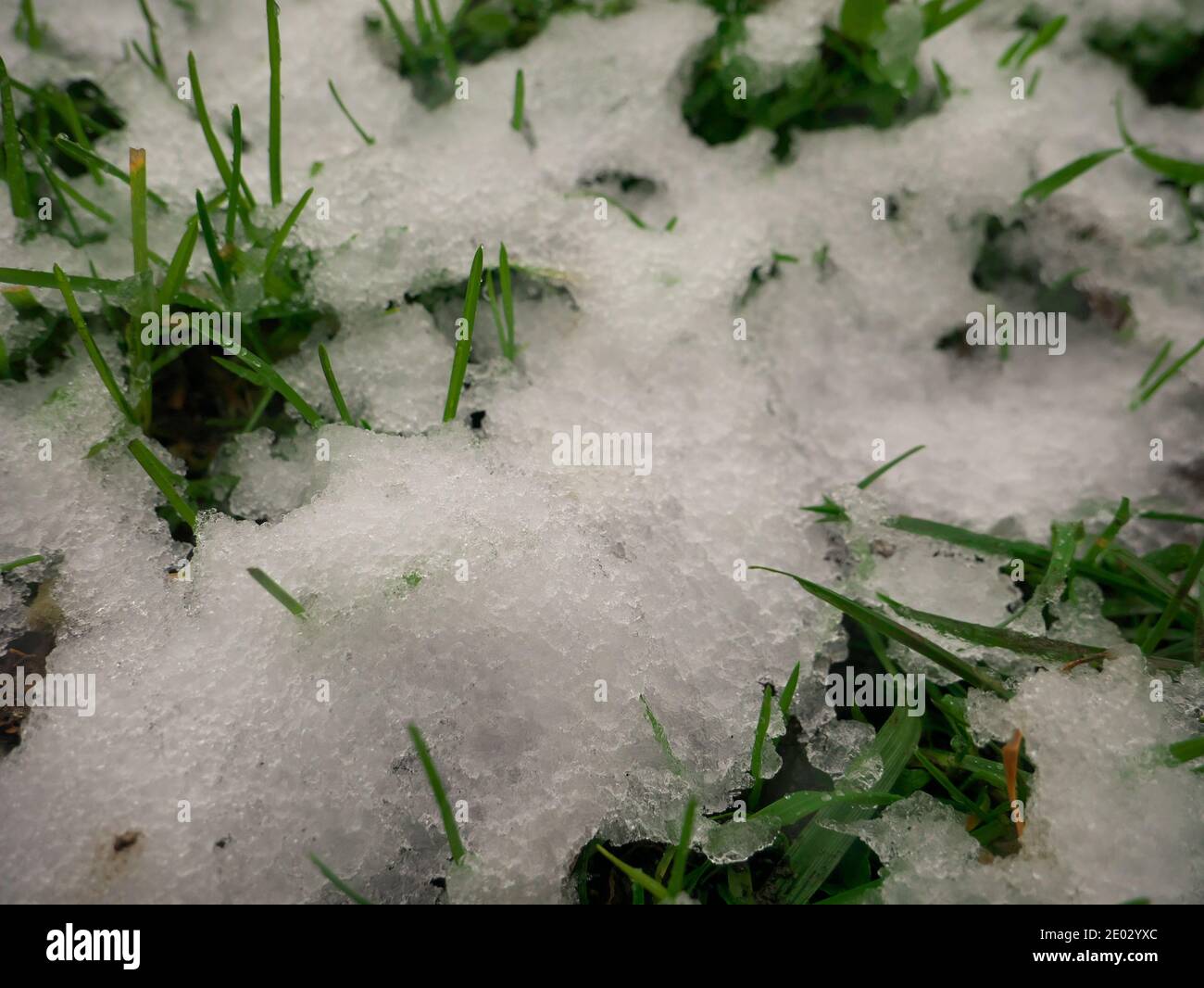 Consistenza di erba verde coperta di neve Foto Stock
