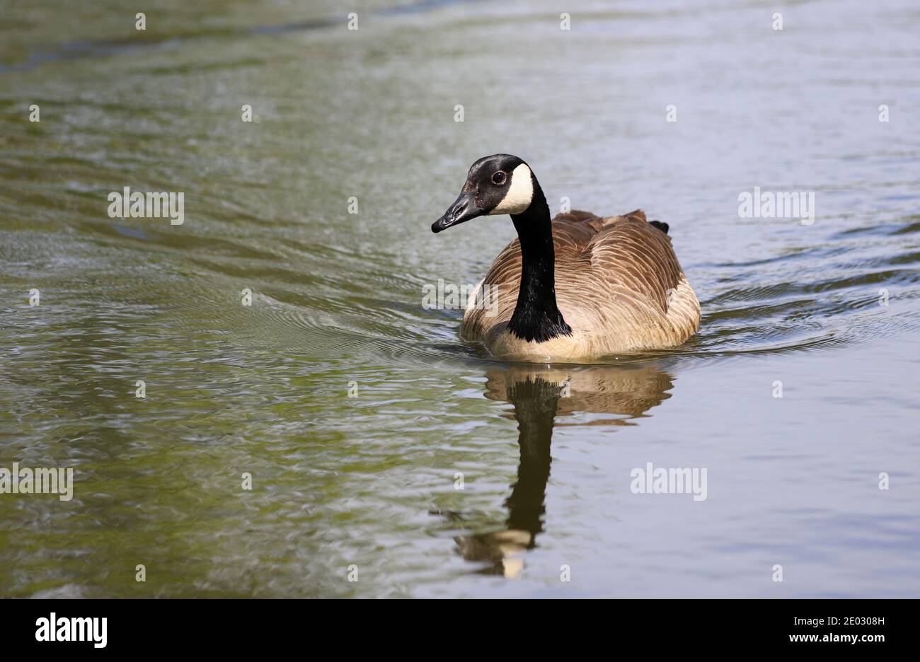 Una sola oca canadese a testa nera scivola sulla superficie di un lago increspato nel parco di Poole. Foto Stock