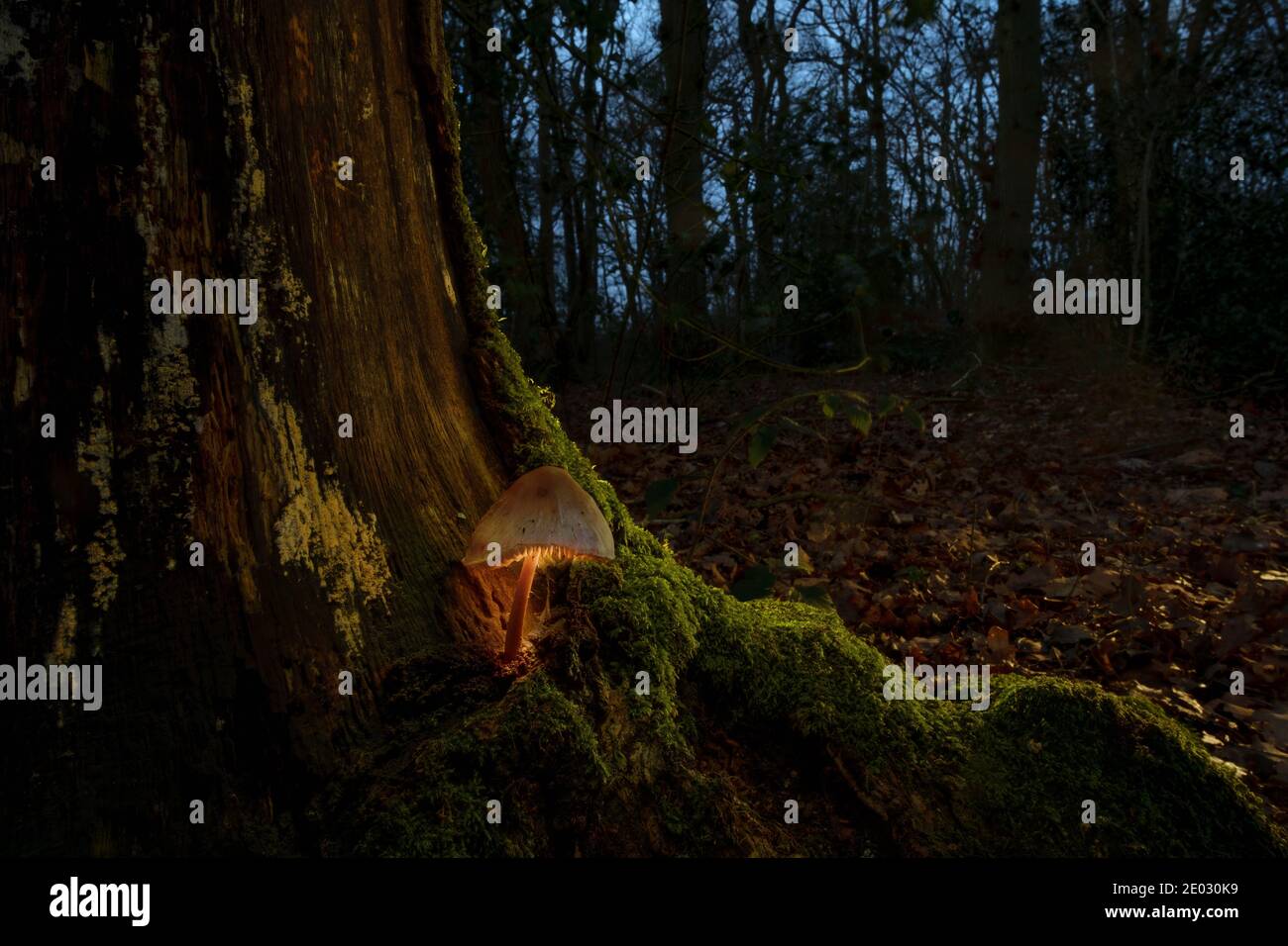 Un fungo incandescente nella foresta (un composito di illuminazione selettiva) Foto Stock
