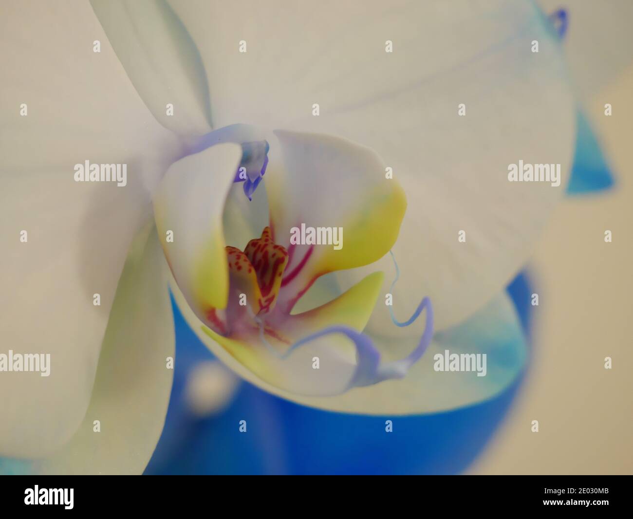 Sfondo astratto su un'orchidea blu e gialla Foto Stock