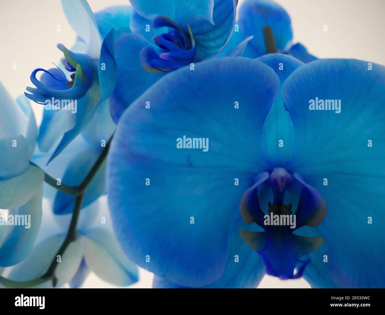 Sfondo astratto su un'orchidea blu e gialla Foto Stock