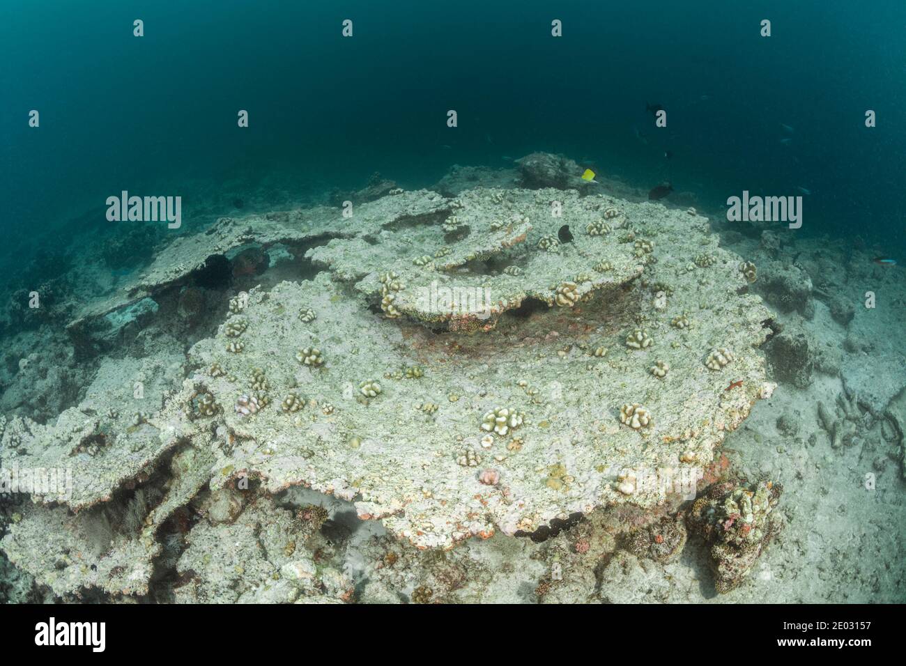 Sbiancamento dei coralli, Atollo di Ari, Oceano Indiano, Maldive Foto Stock