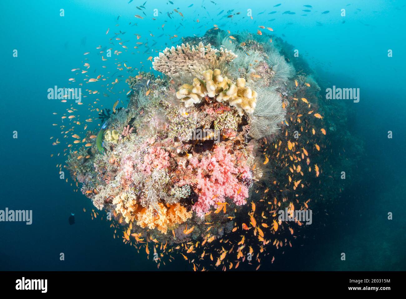 Coral Reef colorato, Atollo Felidhu, Oceano Indiano, Maldive Foto Stock