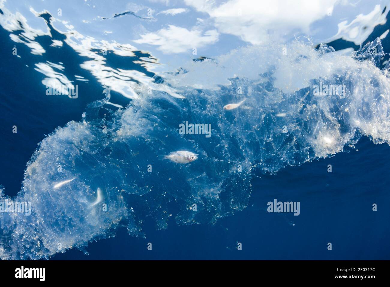 La Salpa di mare digerisce i piccoli pesci, Atollo di Felidhu, Oceano Indiano, Maldive Foto Stock