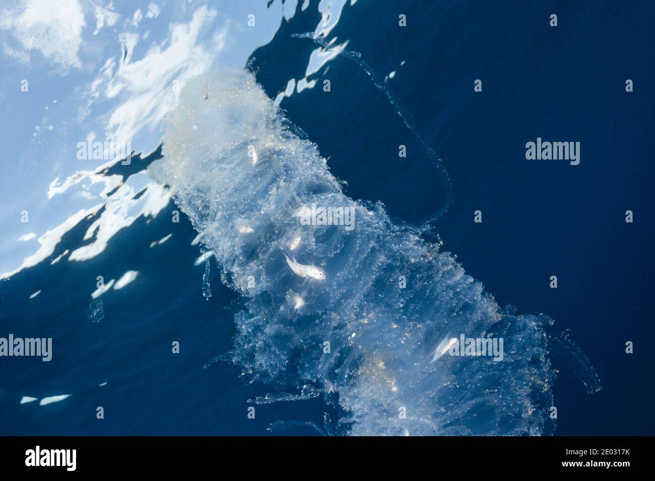 La Salpa di mare digerisce i piccoli pesci, Atollo di Felidhu, Oceano Indiano, Maldive Foto Stock