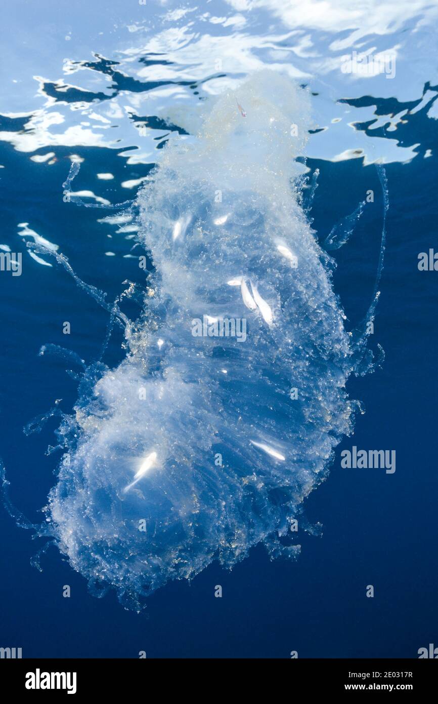 La Salpa di mare digerisce i piccoli pesci, Atollo di Felidhu, Oceano Indiano, Maldive Foto Stock