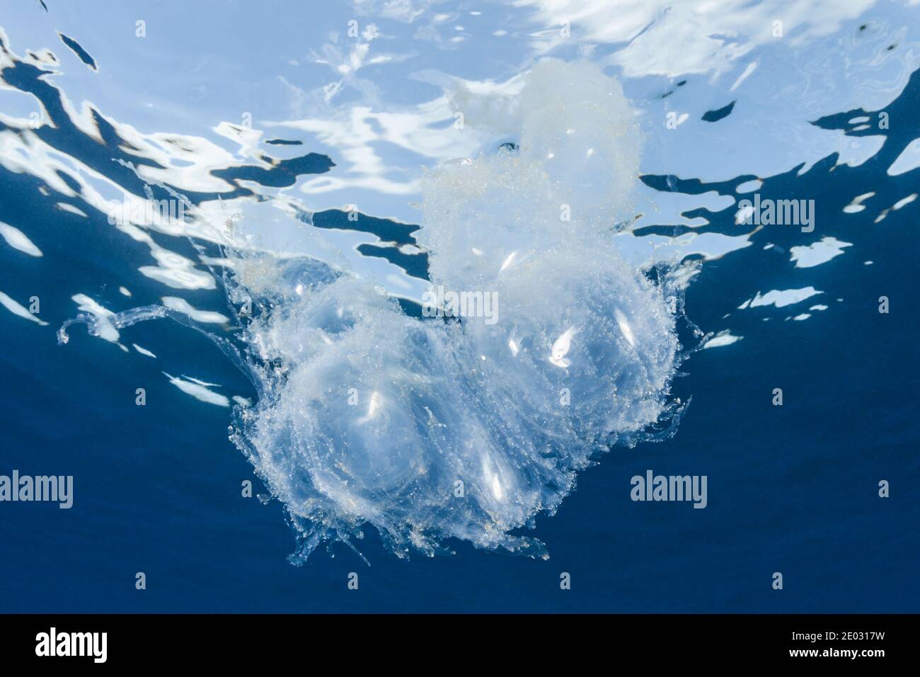 La Salpa di mare digerisce i piccoli pesci, Atollo di Felidhu, Oceano Indiano, Maldive Foto Stock