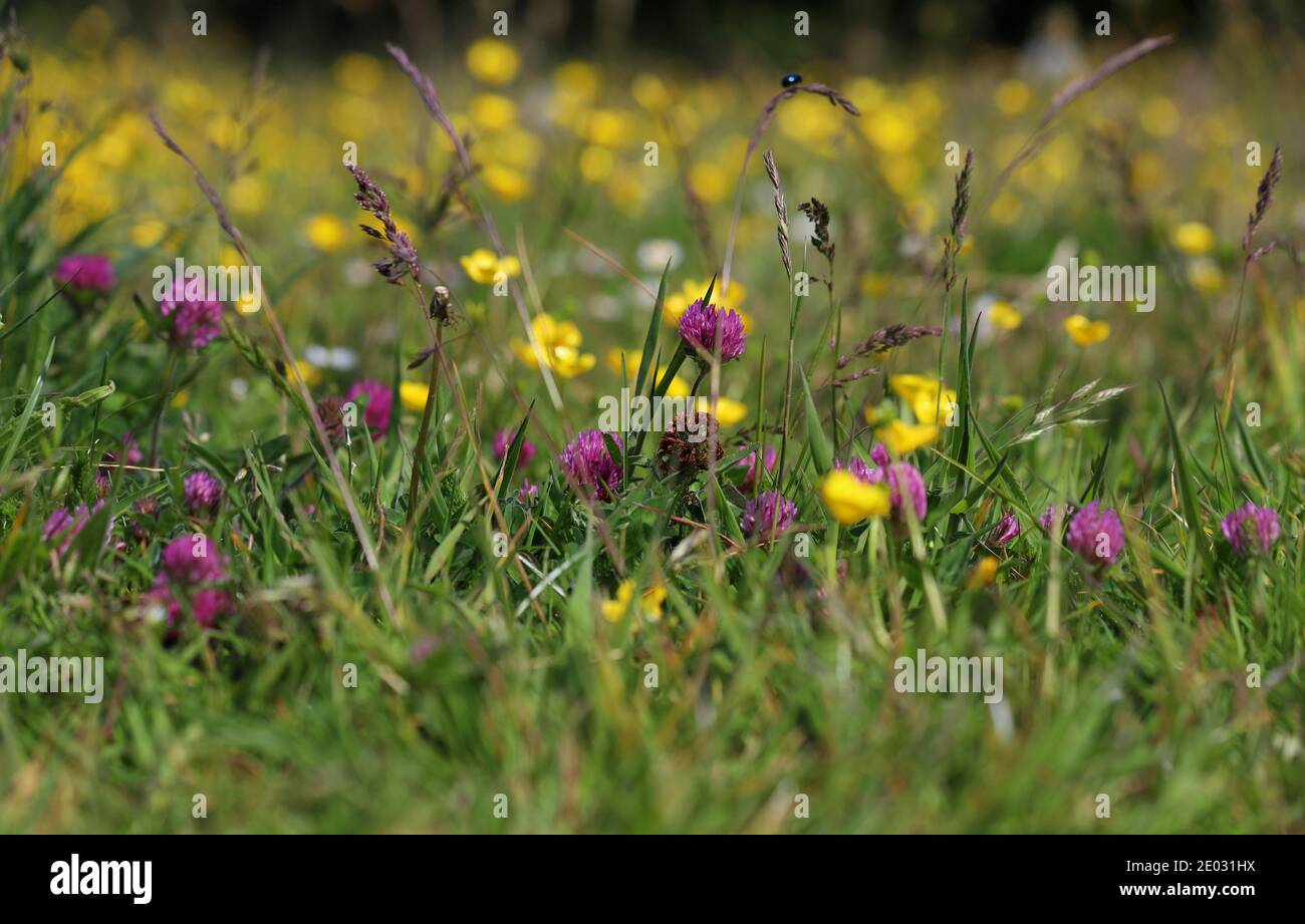 I bicchierini e il prezzemolo rosa della mucca fioriscono in raffiche di colore tra le alte lame di erba. Foto Stock