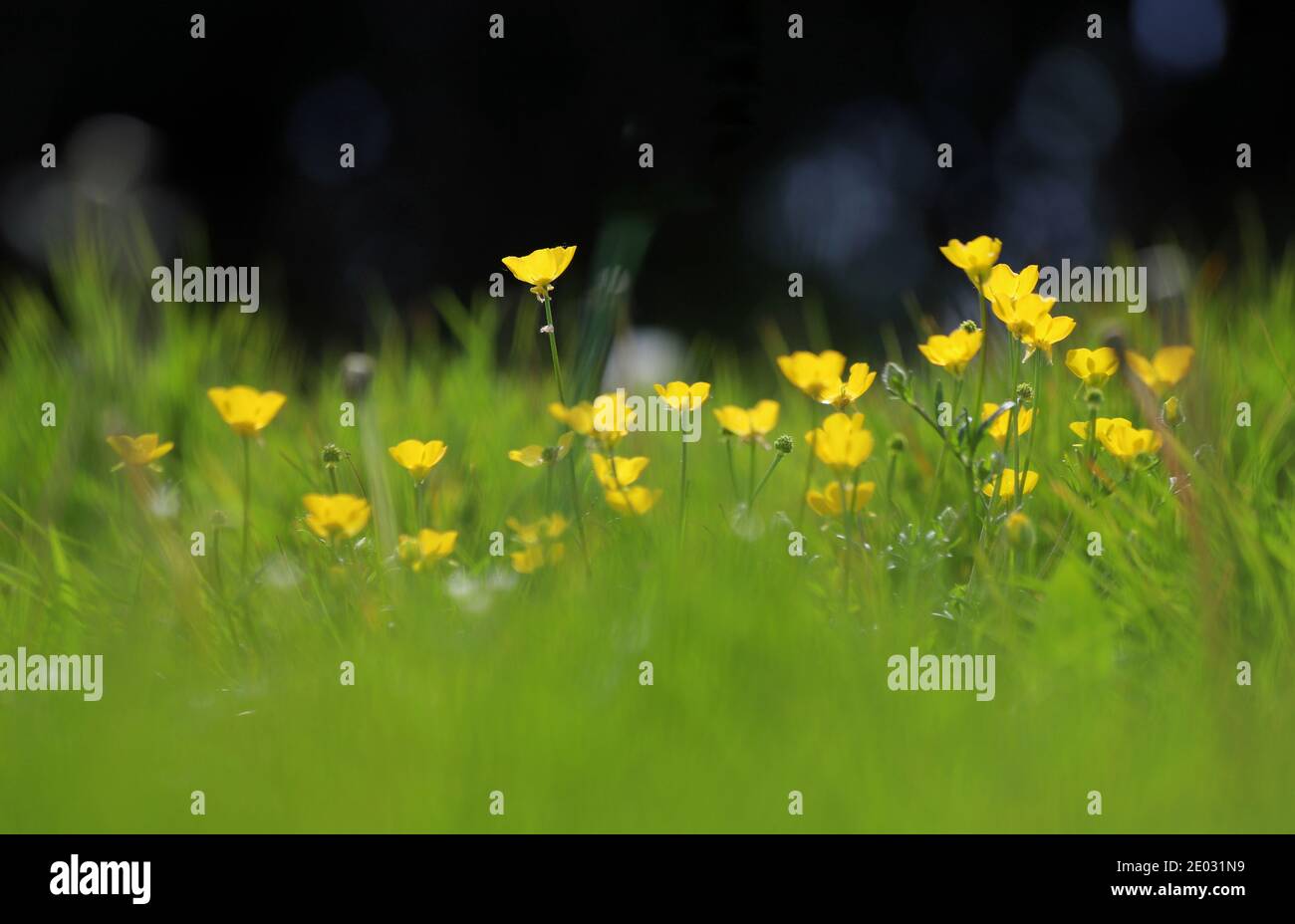 I bicchierini e il prezzemolo rosa della mucca fioriscono in raffiche di colore tra le alte lame di erba. Foto Stock