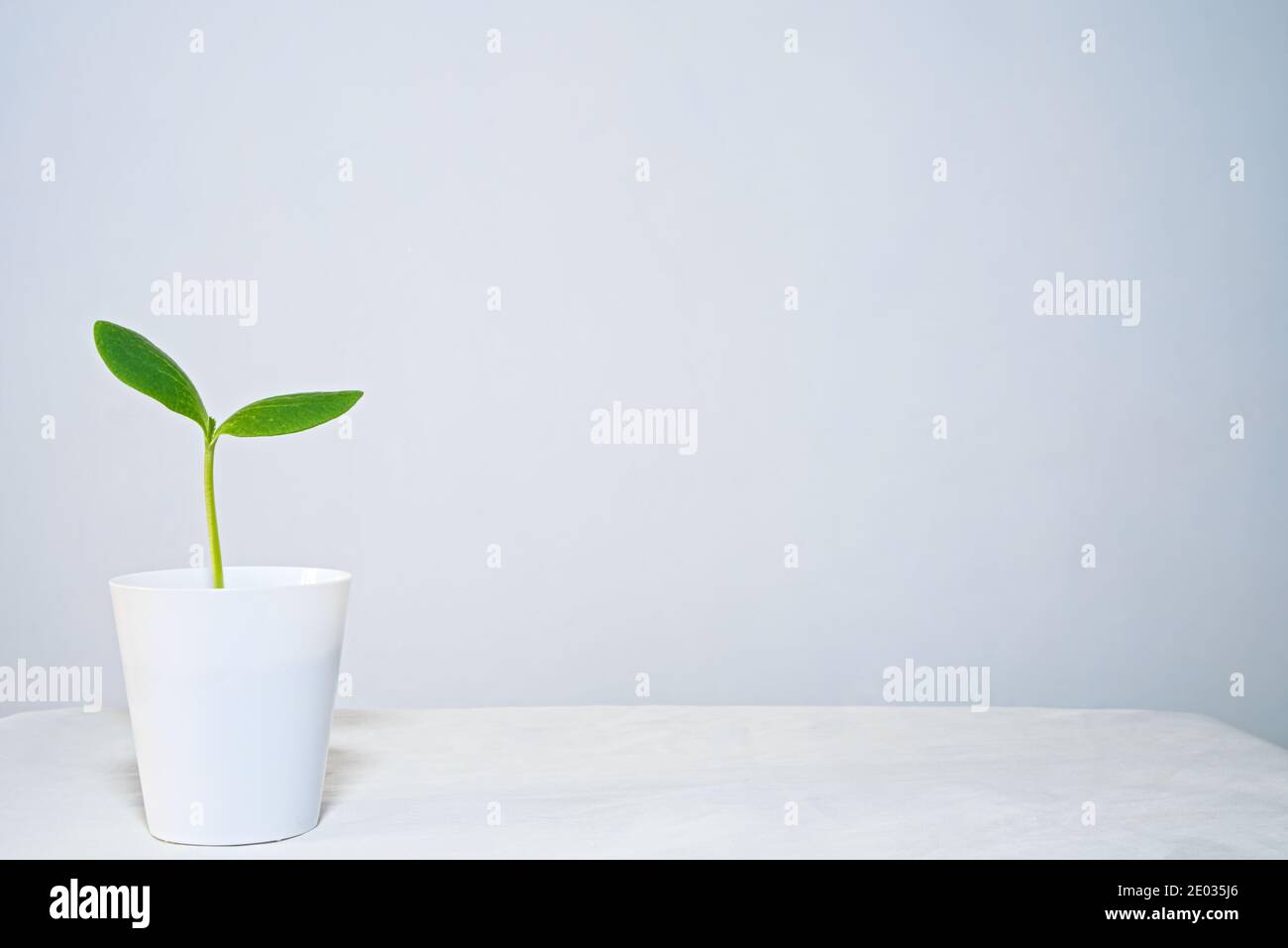 Houseplant in una pentola su sfondo bianco, spazio di copia, cera gourd seedling Foto Stock