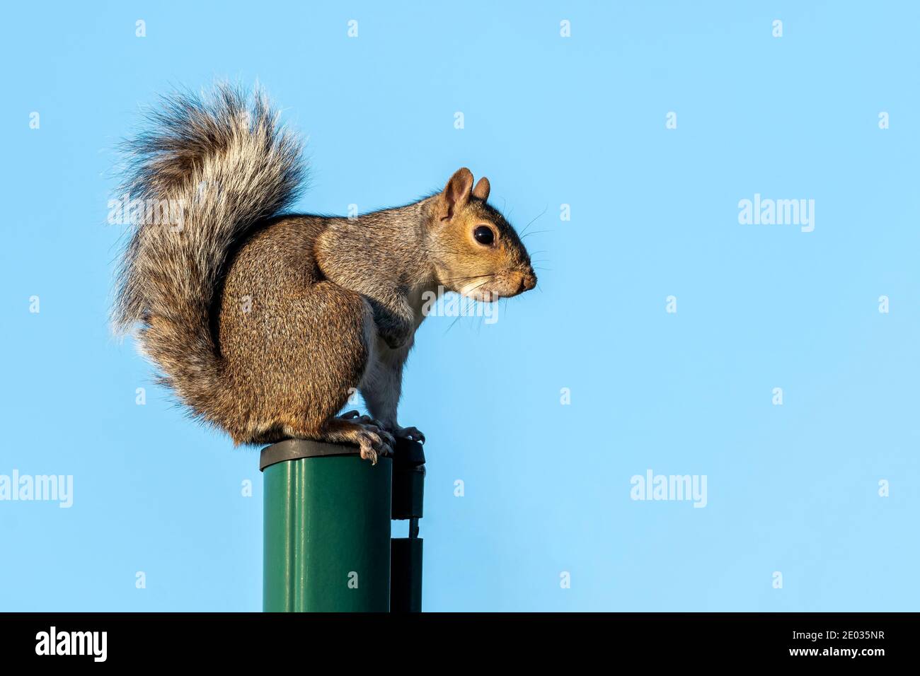 Scoiattolo grigio (Sciurus carolinensis) un roditore di animali selvatici su un palo verde che si trovano principalmente in una foresta di animali selvatici, foto stock Foto Stock