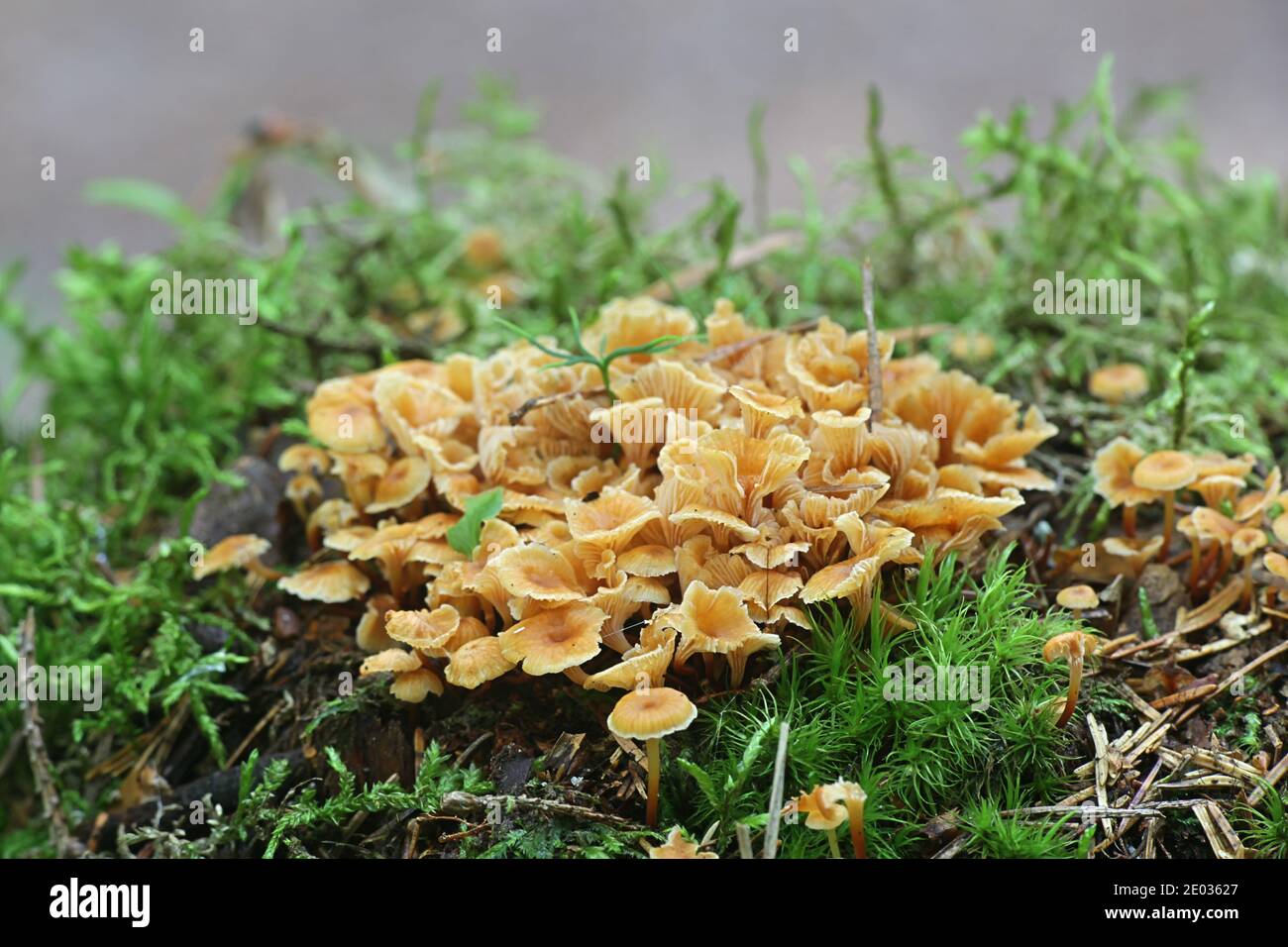 Xeromphalina campanella, conosciuta come pineta coda di zenzero, tromba dorata o campana omfalina, fungo selvatico finlandese Foto Stock