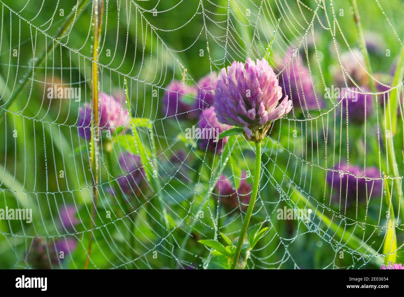 Una mattina estiva piena di piccole meraviglie. Trifoglio in un nastro coperto di rugiada Foto Stock