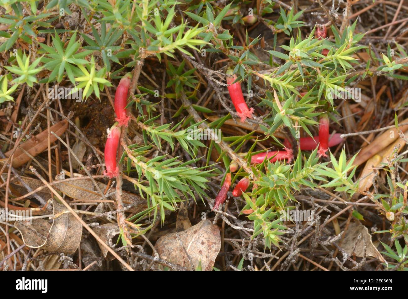 Native Cranberry Astroloma humifusum fotografato in Tasmania, Australia Foto Stock