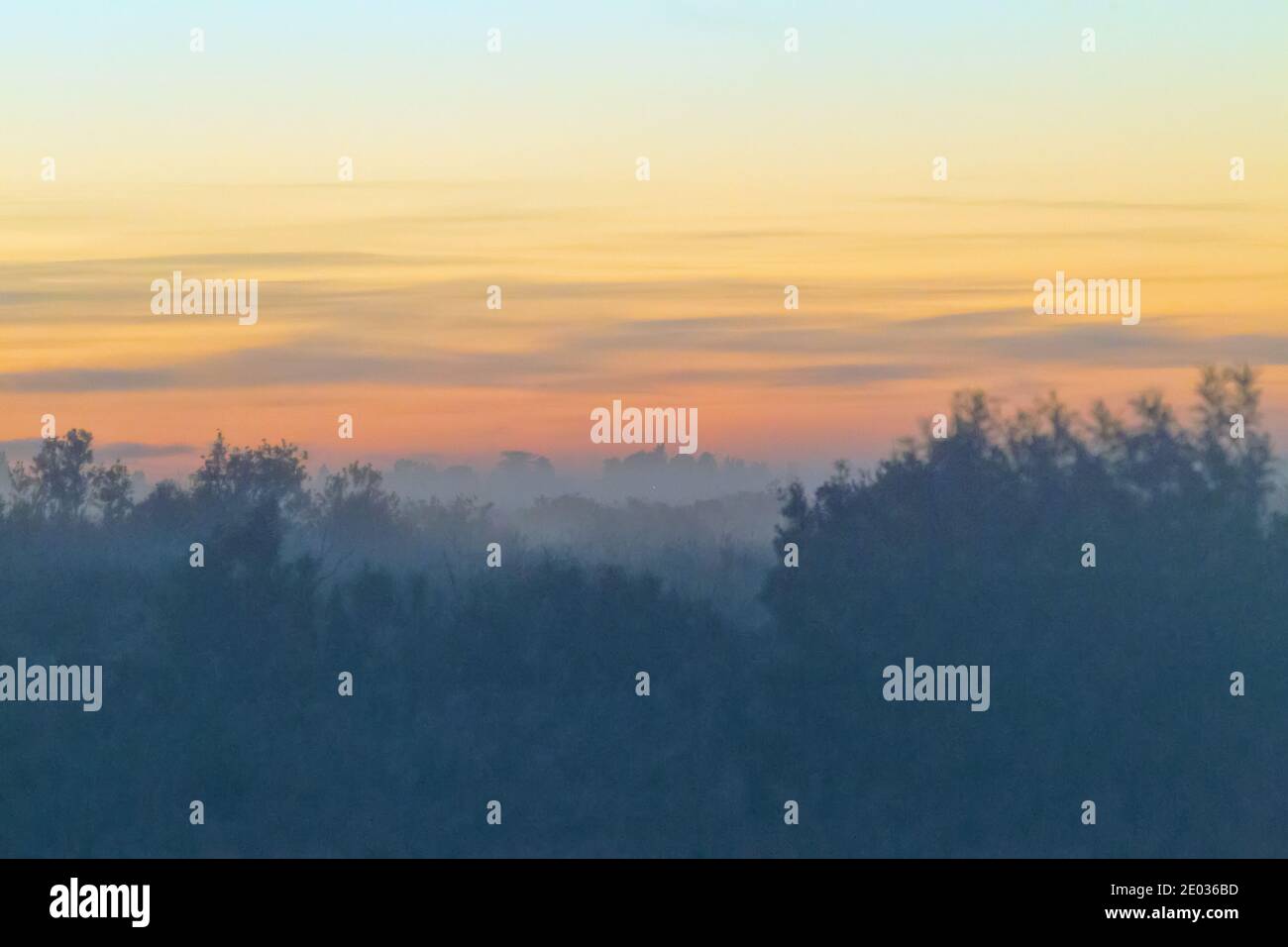 Un'alba ansiosa su un luogo infastidito e sinistro: Palude, fango glutinoso, gobbi paludosi, cespugli impassabili - è un luogo solitario, ma non per gli animali Foto Stock