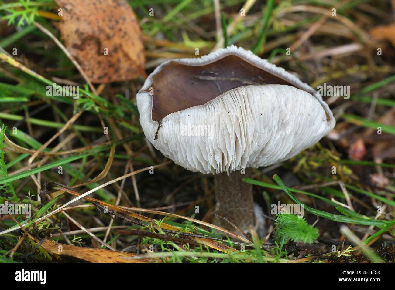 Melanoleuca melaleuca, a volte chiamato cavalier calvo o cavaliere calvo, fungo selvatico dalla Finlandia Foto Stock