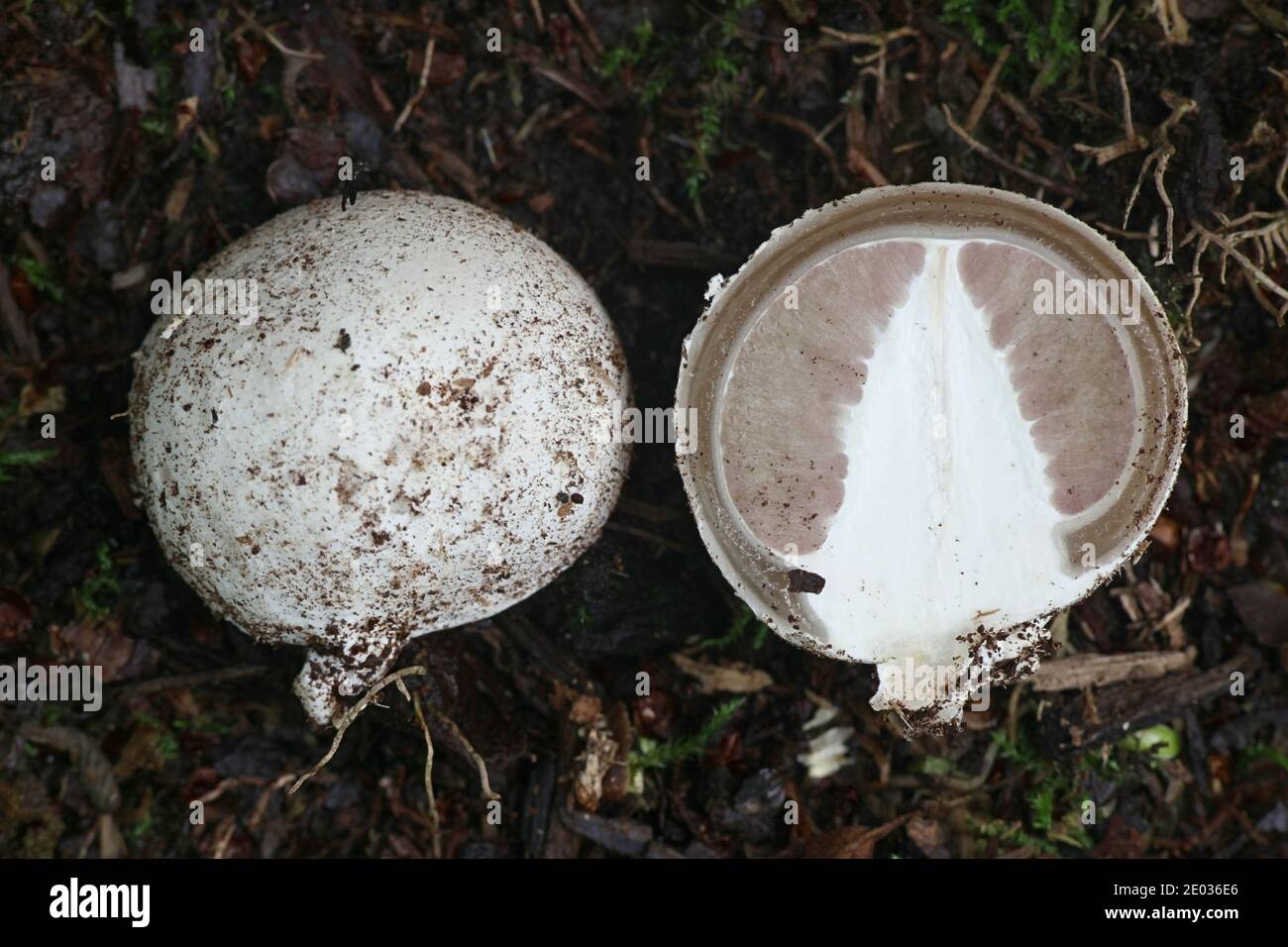 Phallus impudicus, conosciuto come lo stinkhorn comune, il primo stadio dell'uovo a volte ha chiamato l'uovo della strega si è aperto Foto Stock