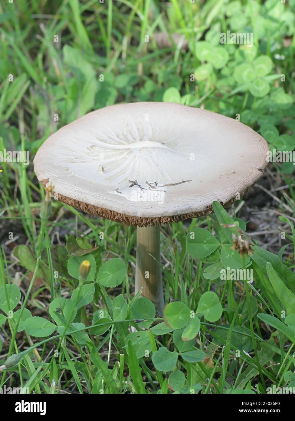 Volvopluteus gloiocephalus, conosciuto come il fungo della guaina grande, la risetta stoppia o rosata, funghi dalla Finlandia Foto Stock