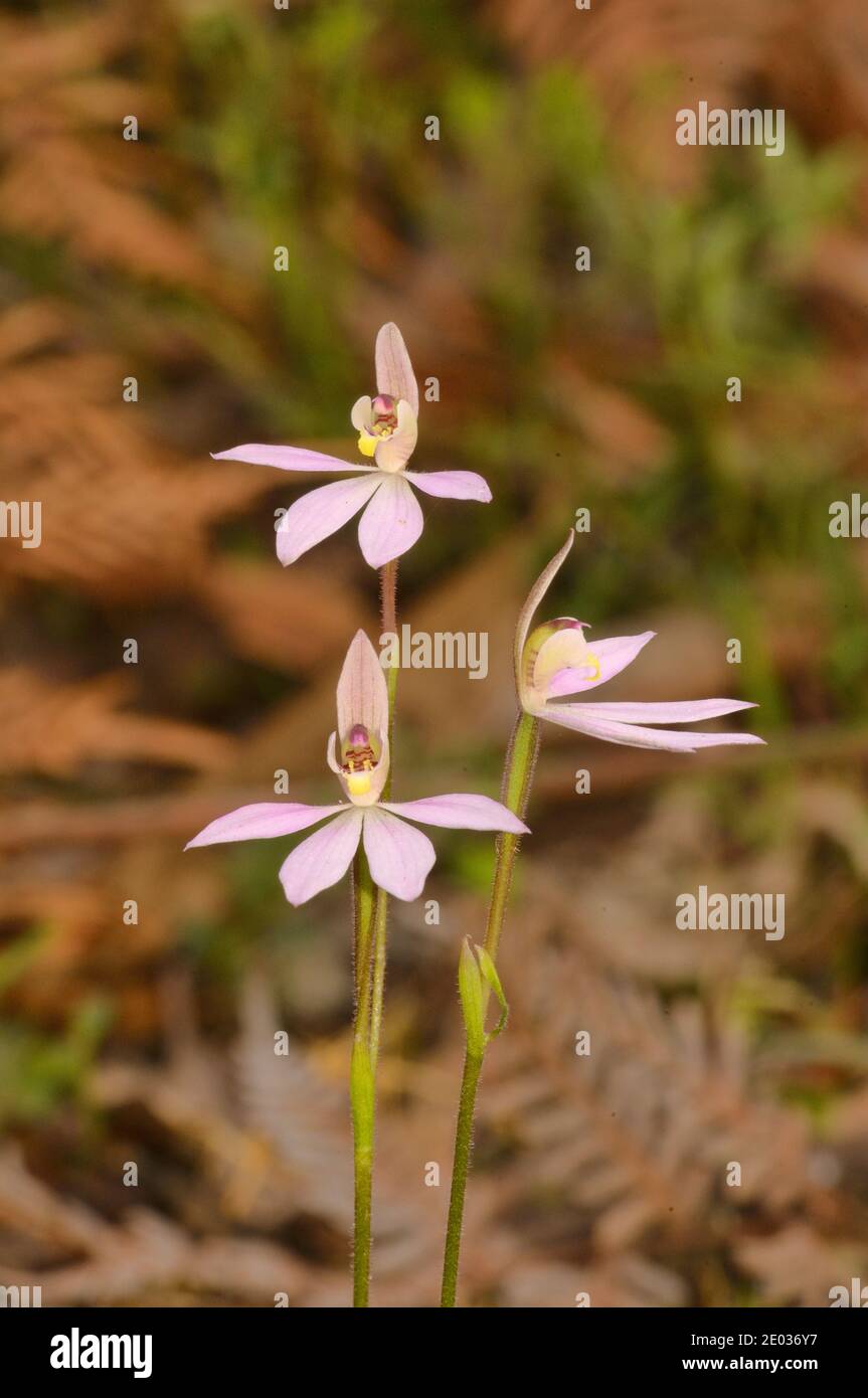 Robust Finger Orchid Caladenia tonellii ORCHIDEE fotografato in Tasmania, Australia Foto Stock