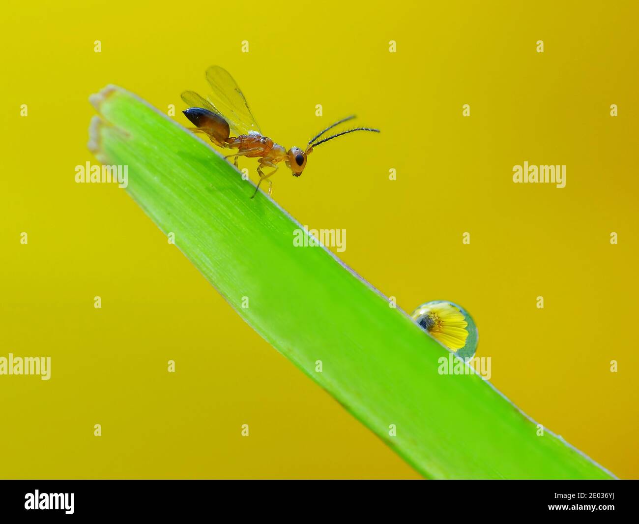 La rugiada cade sotto il sole Foto Stock