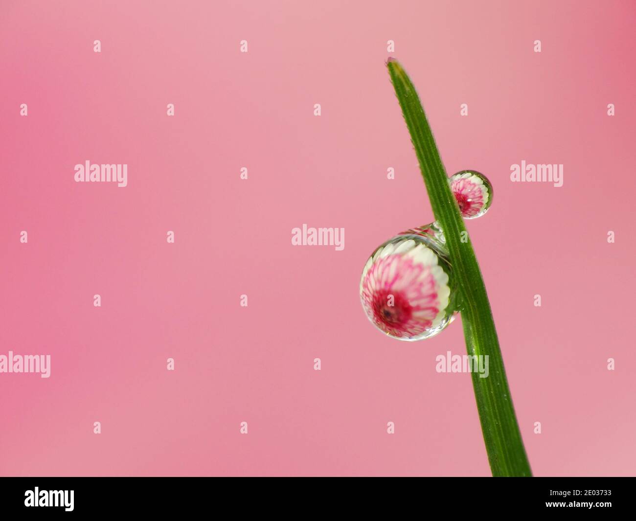 La rugiada cade sotto il sole Foto Stock