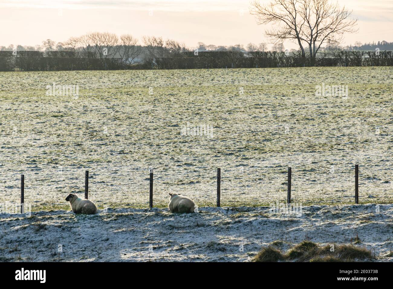 pecore su un campo gelido in una fattoria northumberland Foto Stock