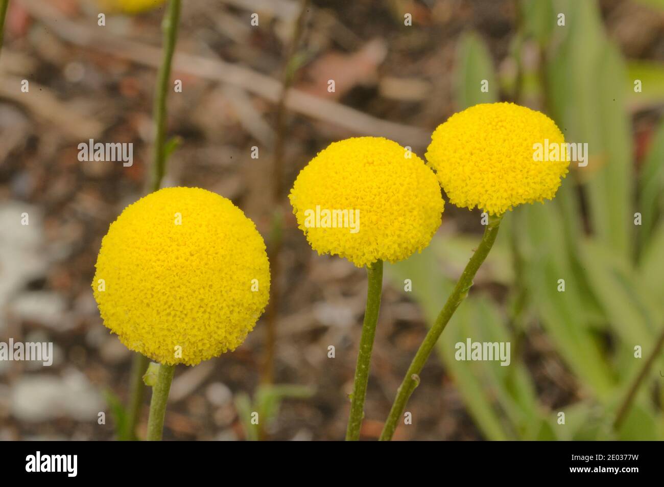 Palude Billybuttons Craspedia paludicola Asteraceae fotografata in Tasmania, Australia Foto Stock