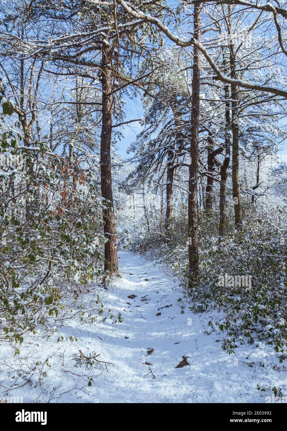 Sentiero innevato nella foresta in una fredda mattina d'inverno. Foto Stock