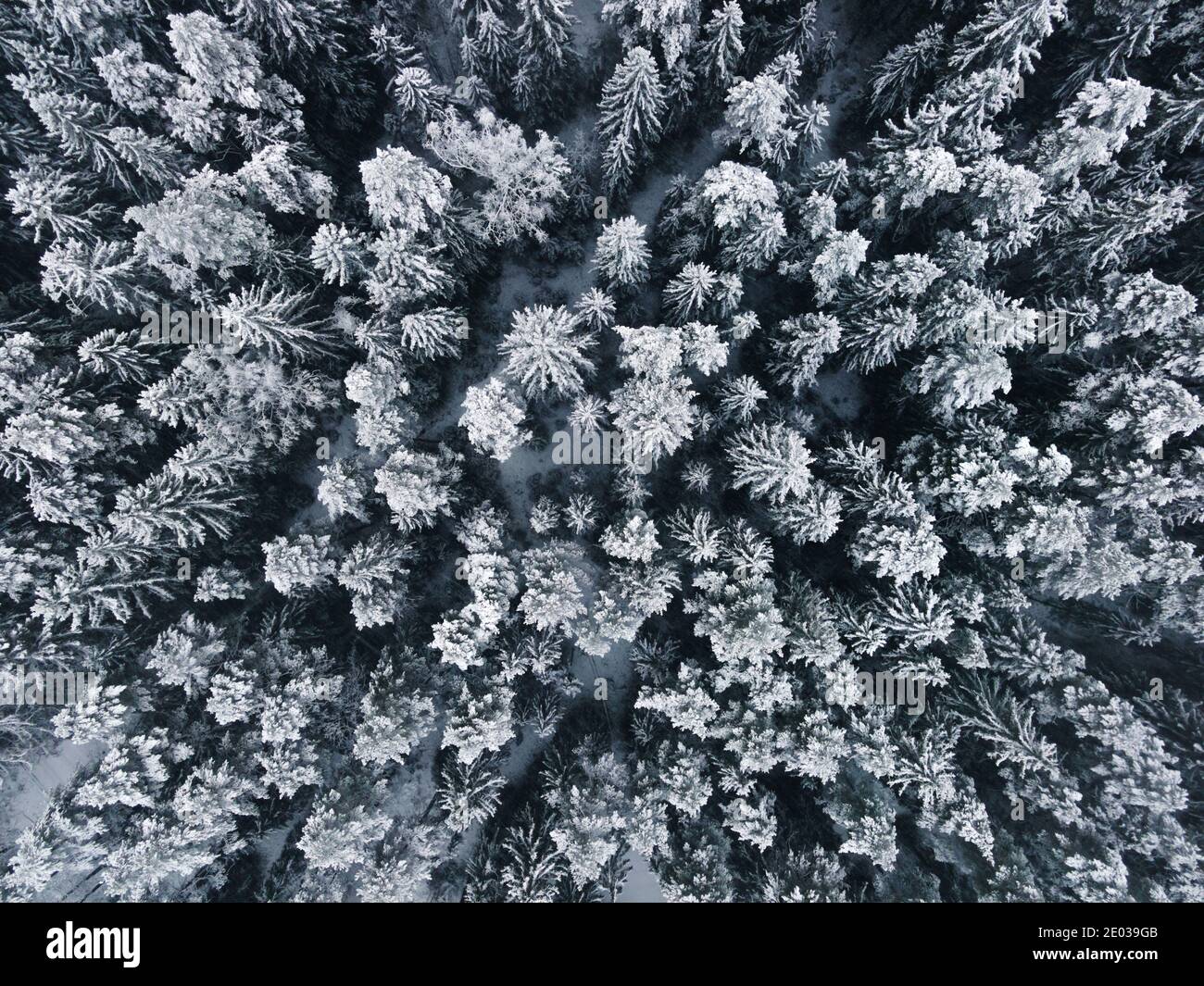 Vista aerea della foresta delle meraviglie invernali. Neve coperta paesaggio invernale. Foresta di abete European Green Deal. Vista dall'alto verso il basso dell'occhio degli uccelli. Sfondo invernale. Foto Stock