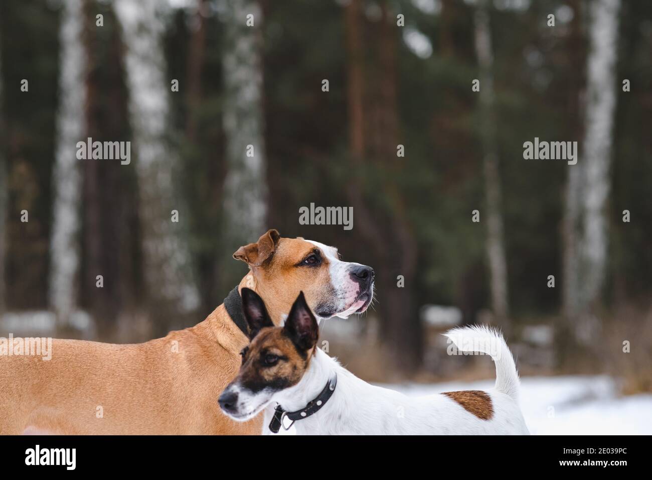 Due cani si levano in piedi l'uno accanto all'altro nella foresta invernale, fuoco su terrier di staffordshire. Cani da gioco e da passeggio all'aperto in stagione fredda, vita attiva Foto Stock