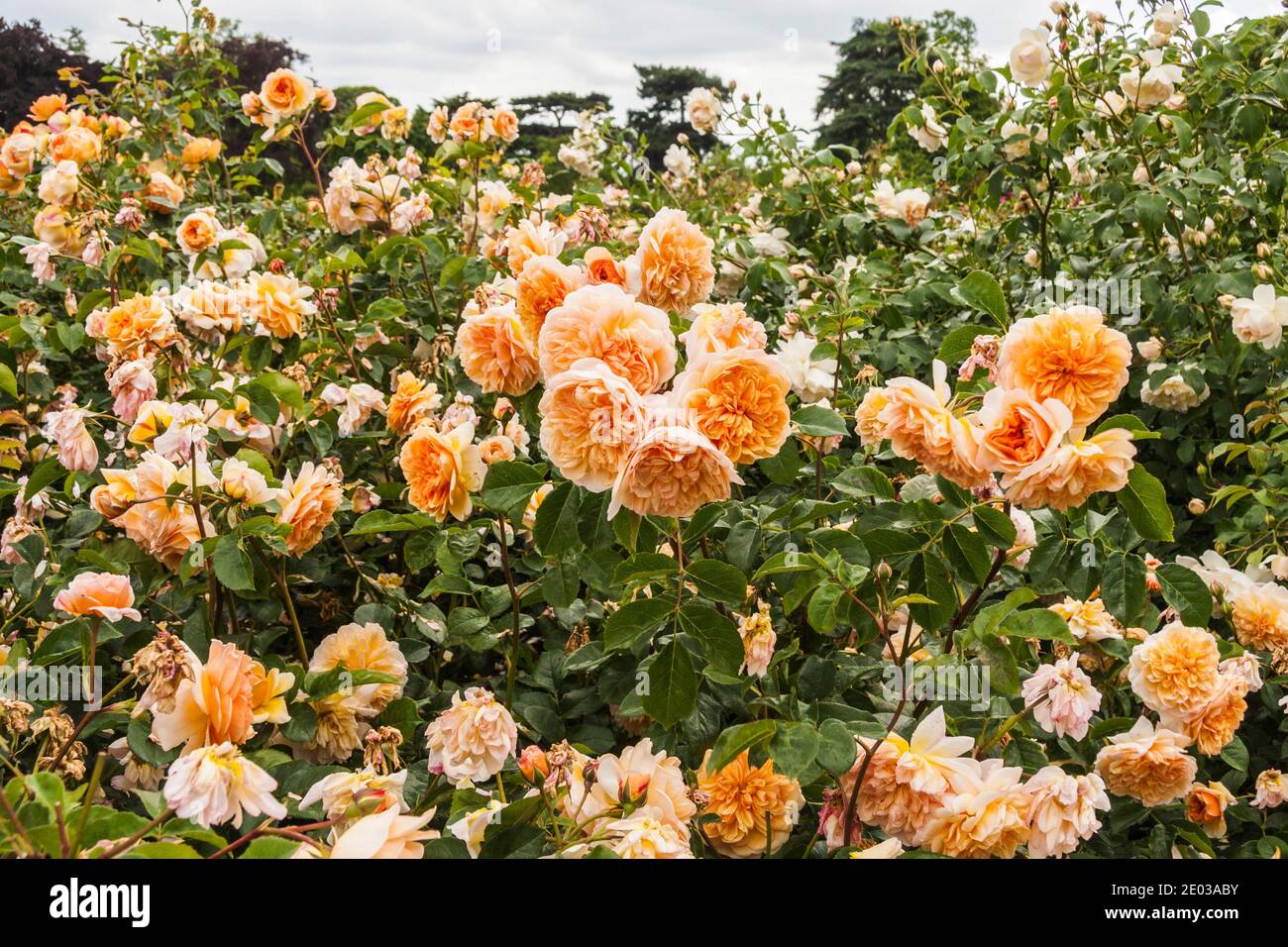 Garofani gialli/arancioni nei giardini fioriti di Kew Gardens, Londra, Inghilterra, Regno Unito Foto Stock
