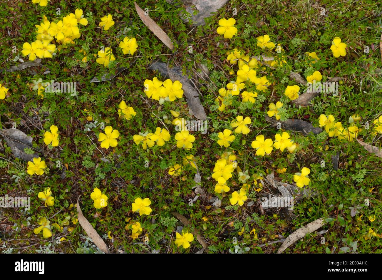Diffusione Guineaflower Hibbertia procumbens Dilleniaceae fotografato in Tasmania, Australia Foto Stock