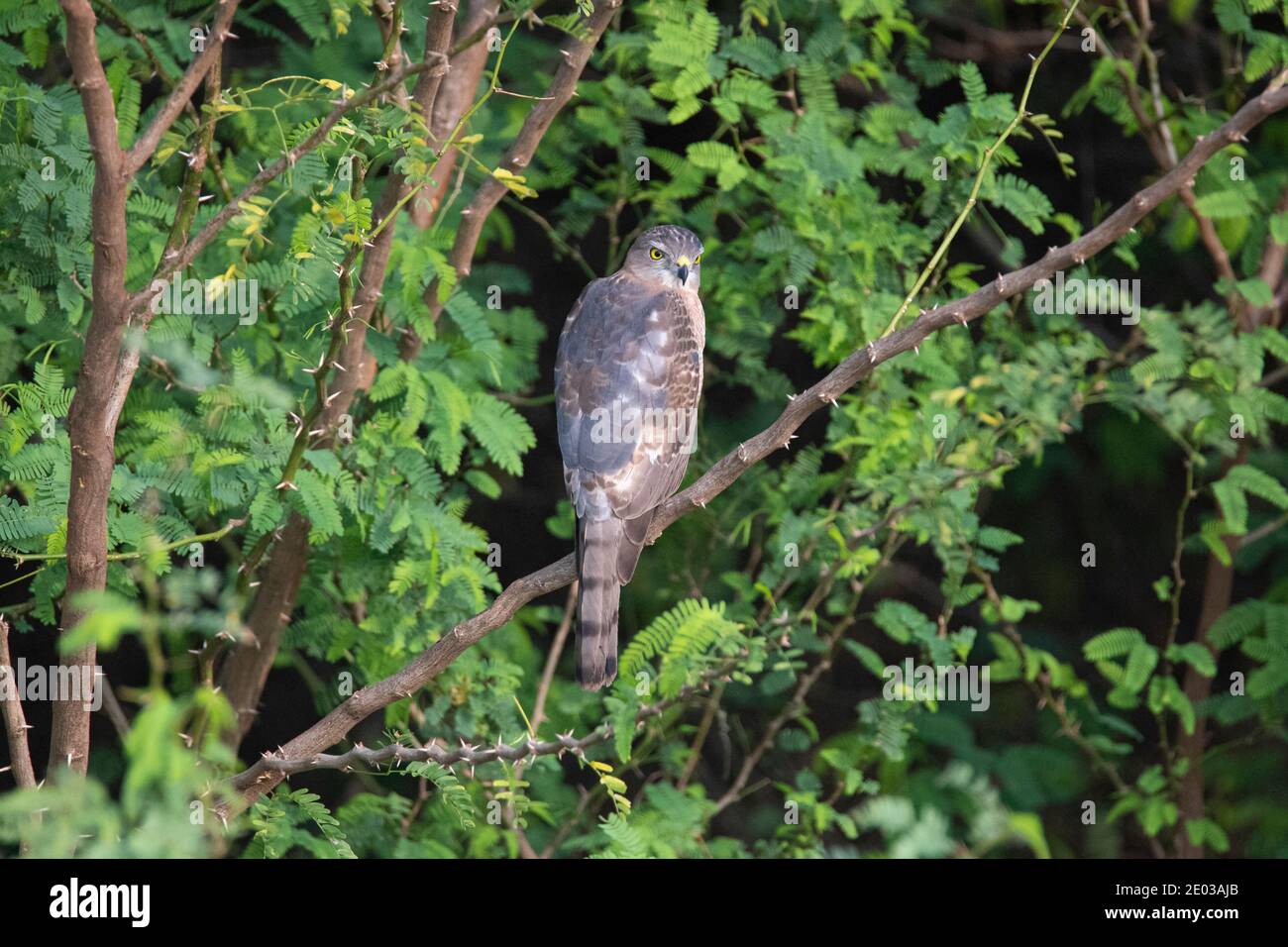 Piccolo falco immagini e fotografie stock ad alta risoluzione - Alamy