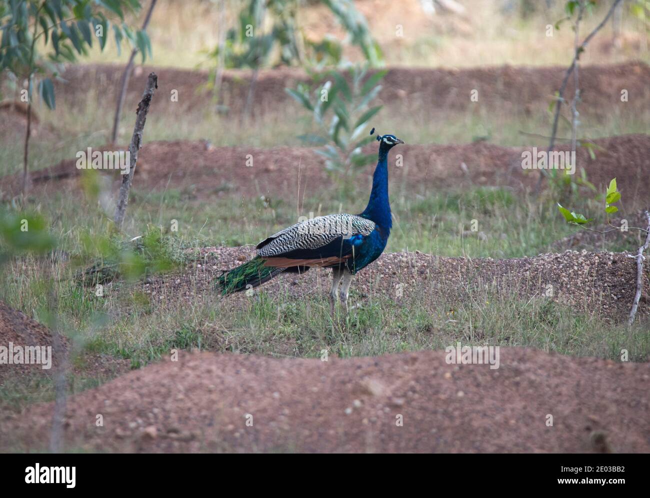 Peacock vagando selvaggio in un campo aperto Foto Stock