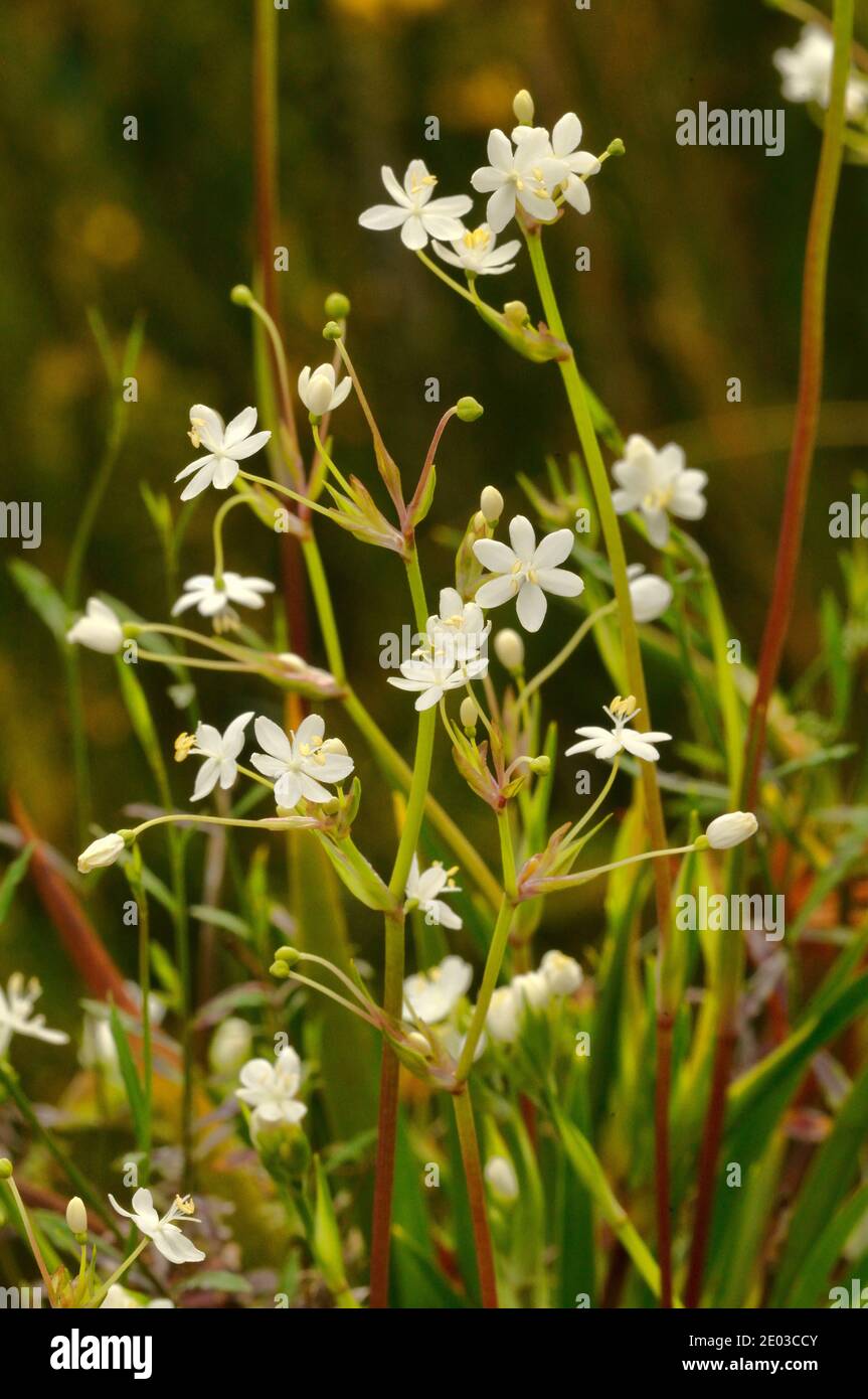 Pretty Grass-Flag Libertia pulchella Iridaceae fotografato in Tasmania, Australia Foto Stock