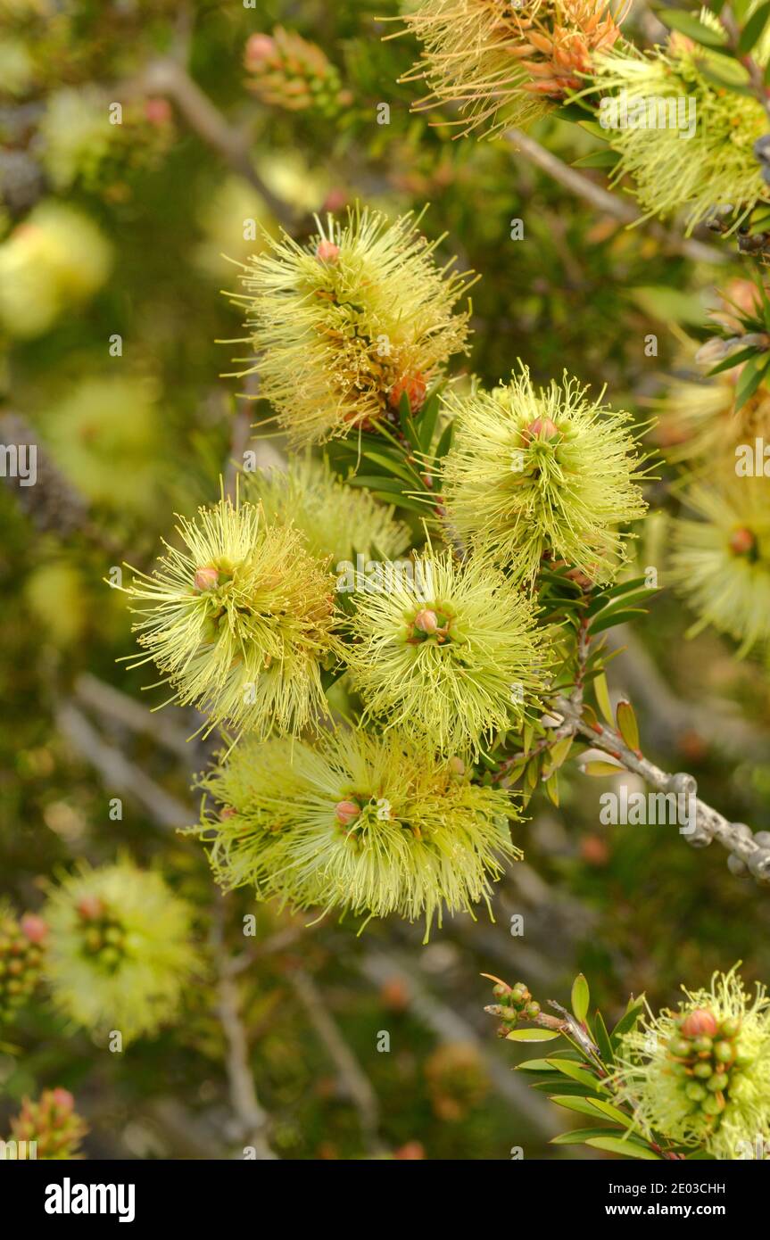 Prickly Bottlebrush Melaleuca virens Myrtaceae fotografato in Tasmania, Australia Foto Stock