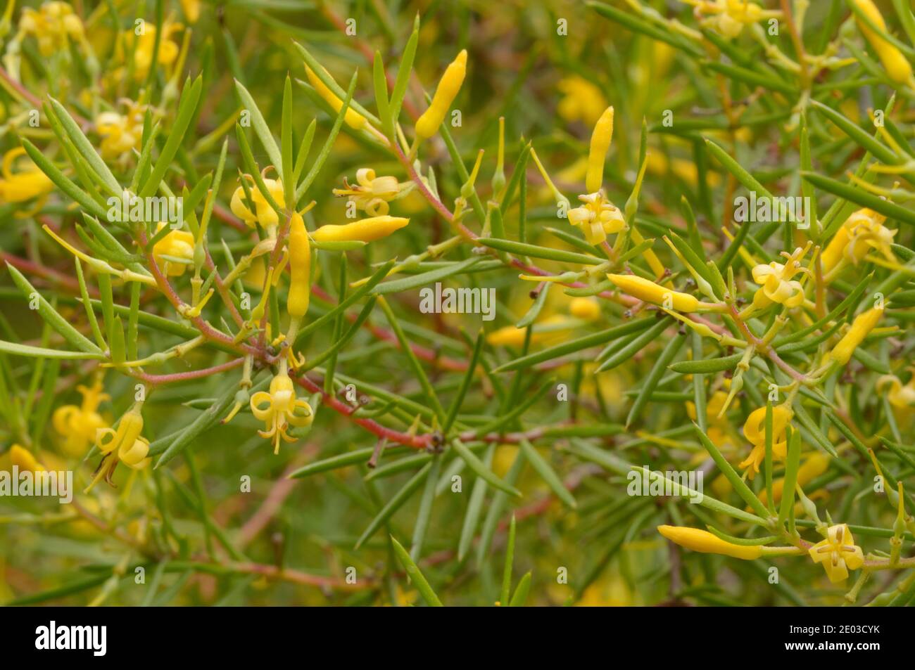 Prickly Geebung Persoonia juniperina Proteaceae fotografata in Tasmania, Australia Foto Stock
