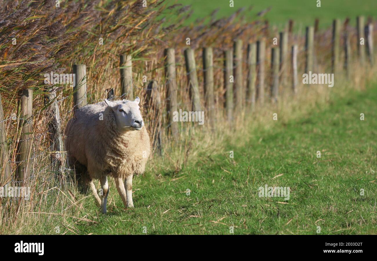 Quasi casualmente questa pecora ha sfidato la tempesta autunnale. La lama d'erba in bocca gli sembrò piuttosto fredda. Foto Stock