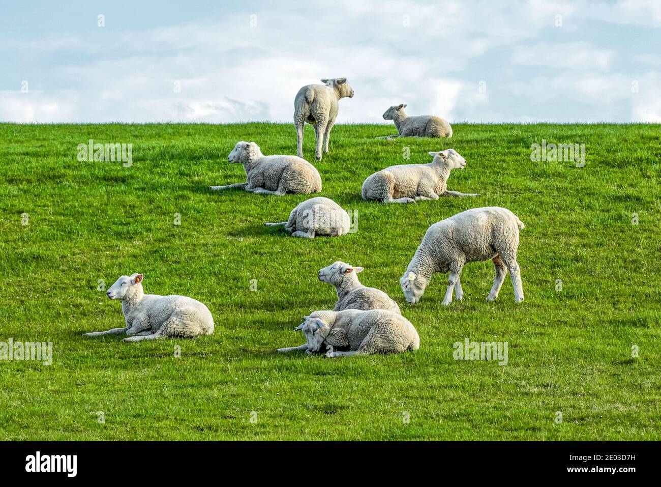 Pecora, seduta, in piedi, adagiata su una diga sul Mare del Nord nella Frisia orientale. Il raggruppamento verticale è interessante. Foto Stock