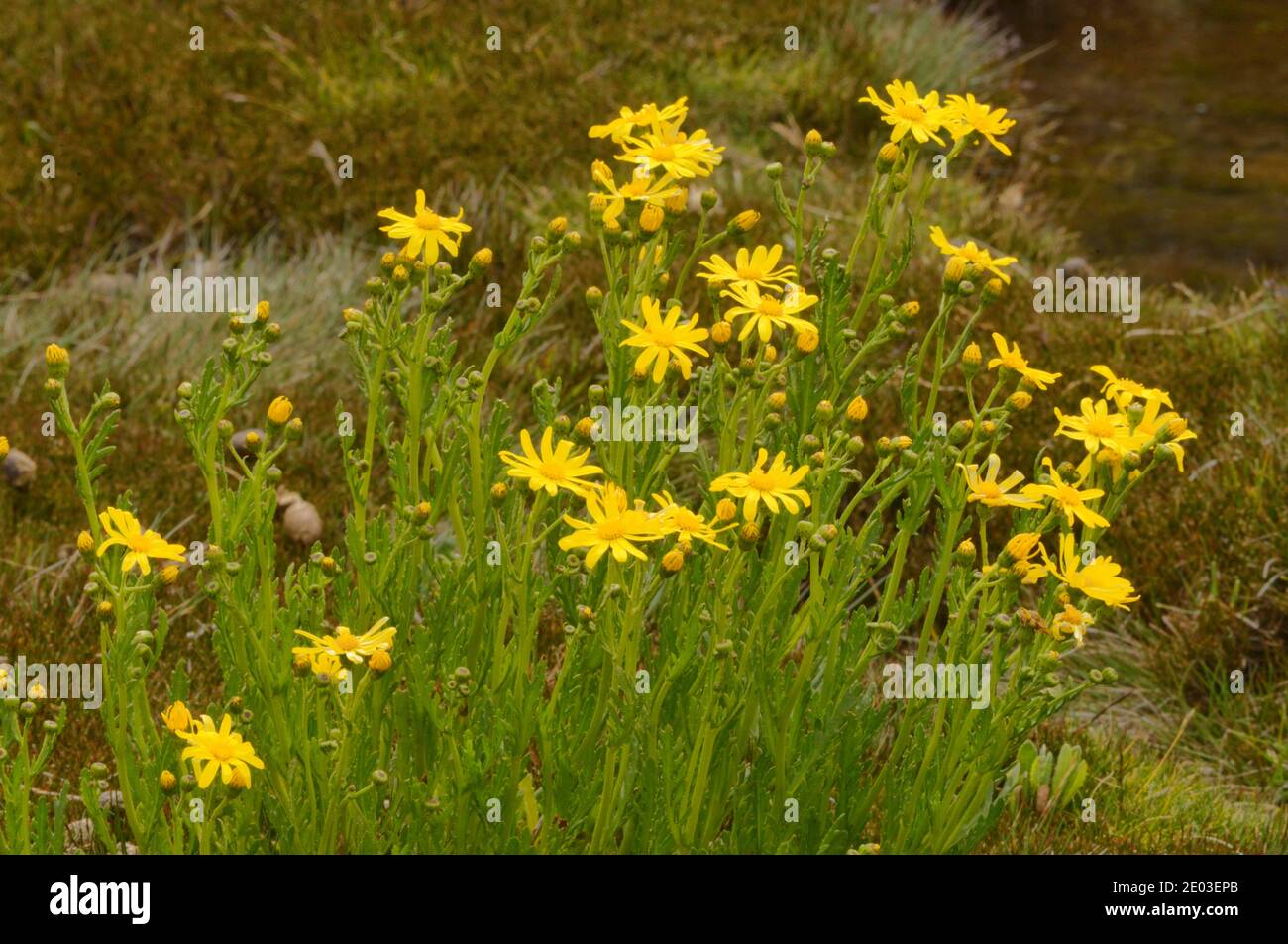 Giallo Alpino Groundsel Senecio pectinatus Asteraceae fotografato in Tasmania, Australia Foto Stock