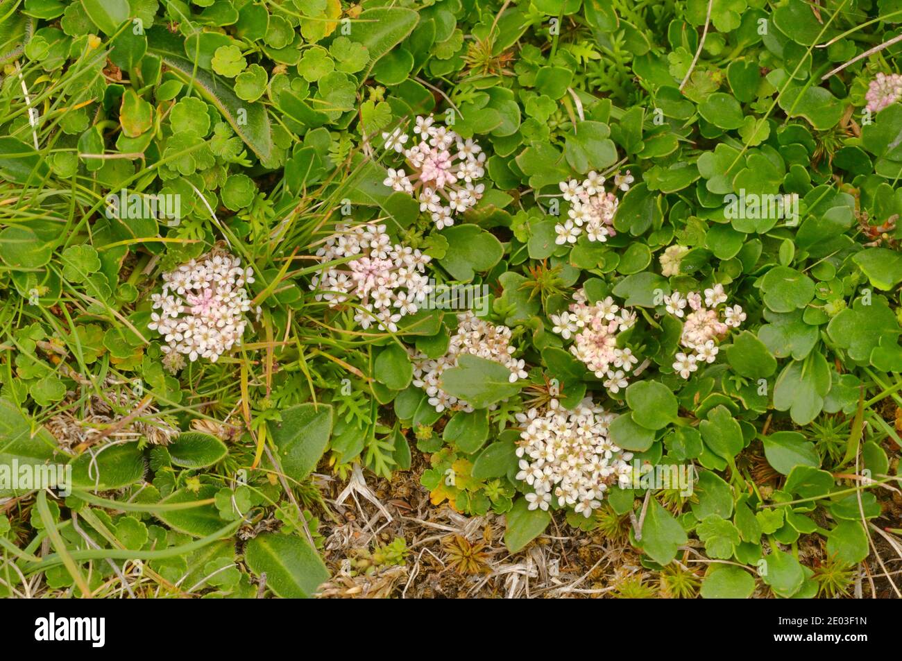 Alpine Laceflower Trachymene humilis Apiaceae fotografato in Tasmania, Australia Foto Stock