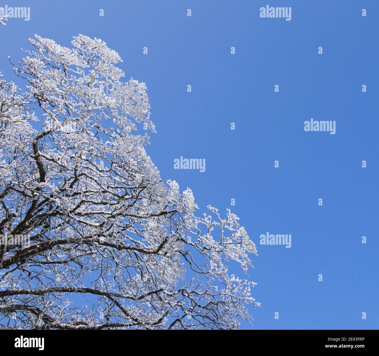 Rami innevati invernali, rime su rami, su fondo azzurro pulito Foto Stock