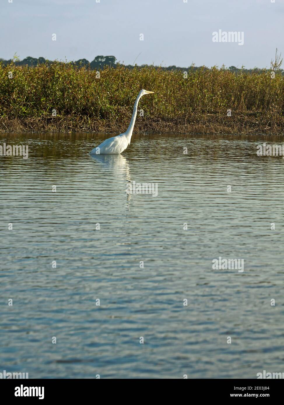Grande egreo in piedi in acqua, grande uccello bianco, vista laterale, vegetazione, animale; natura; fauna selvatica; Myakka River state Park; Florida, Sarasota; FL, wint Foto Stock