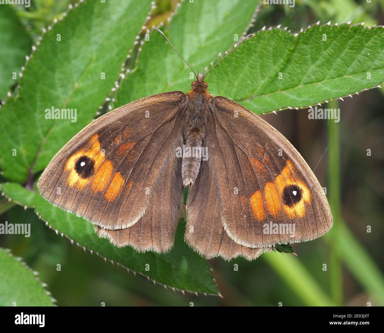 Farfalla marrone prato (Maniola jurtina) con ali aperte. Tipperary, Irlanda Foto Stock