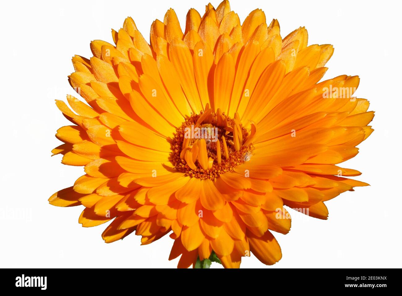 Fiori di Calendula isolato su bianco Foto Stock